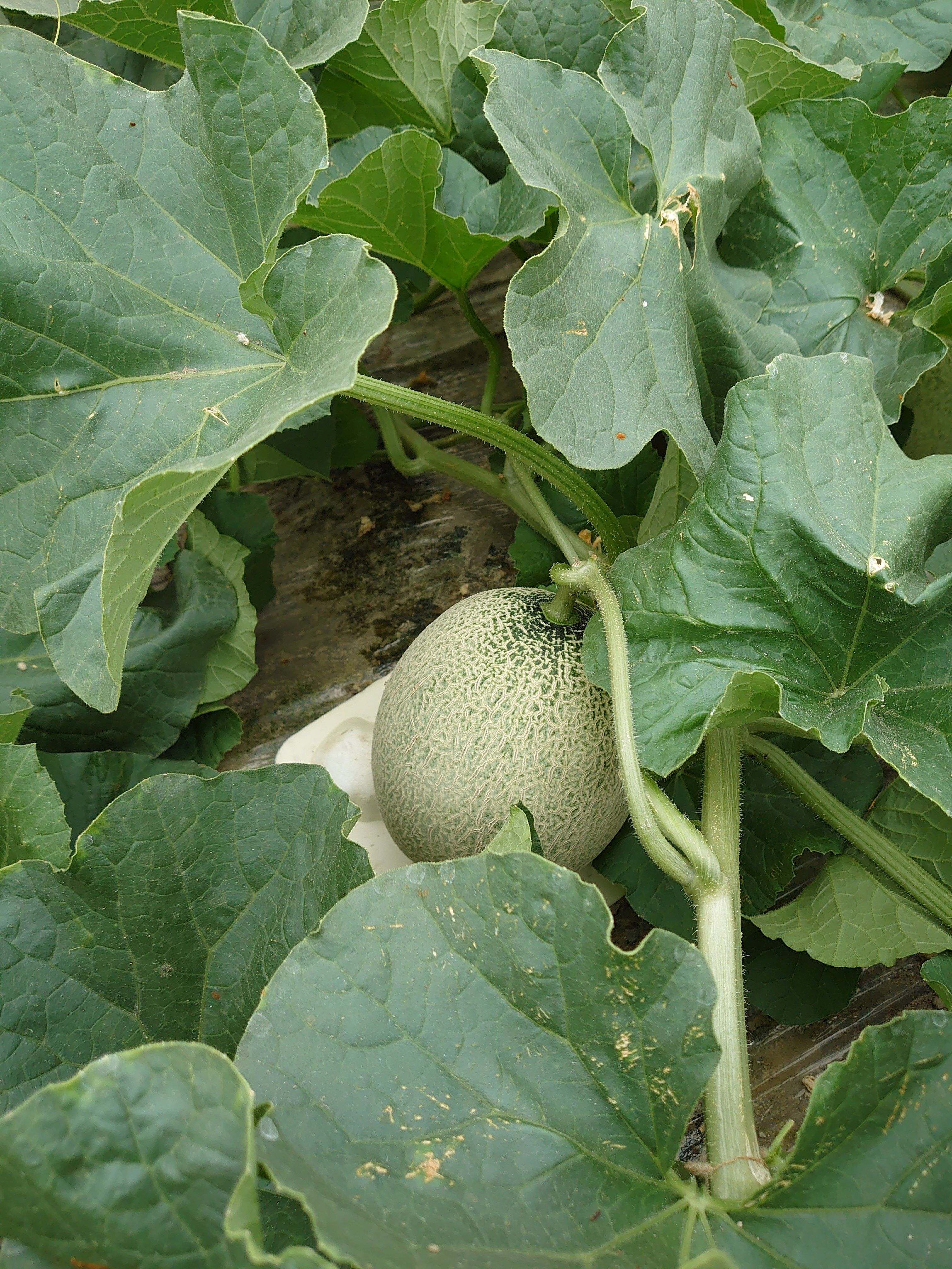 家族みんなで♪】富良野メロン2玉（約1.4kg×2） | 富良野佐藤農園のお店