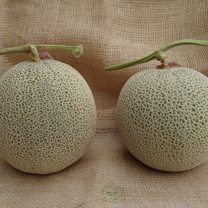 メロン 予約6月下旬～発送【家族みんなで♪】富良野メロン2玉（約1.4kg×2