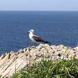 はたごの お取り寄せ