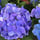 花とバルーンのギフトショップ　フルールオオトミ