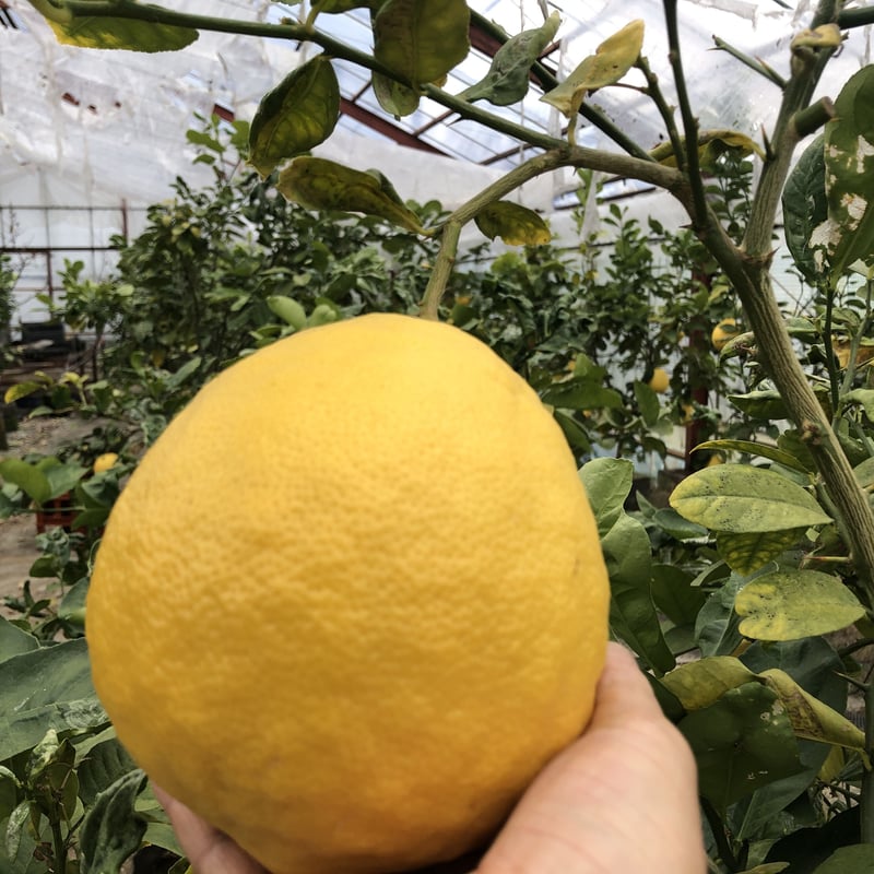 ジャンボレモン2個セット | 花とバルーンのギフトショップ