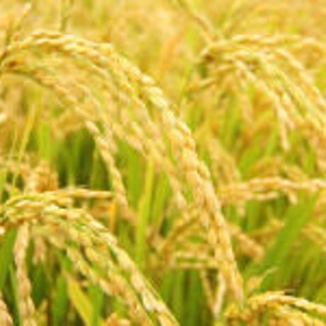 【令和7年産】丹波篠山産コシヒカリ　玄米10kg