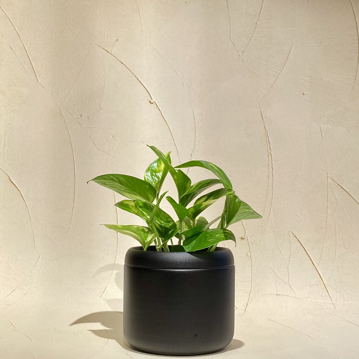 H&O cp Plants pot TYPE-001：M（口径Φ14㎝） 鉢 Large plant pot in