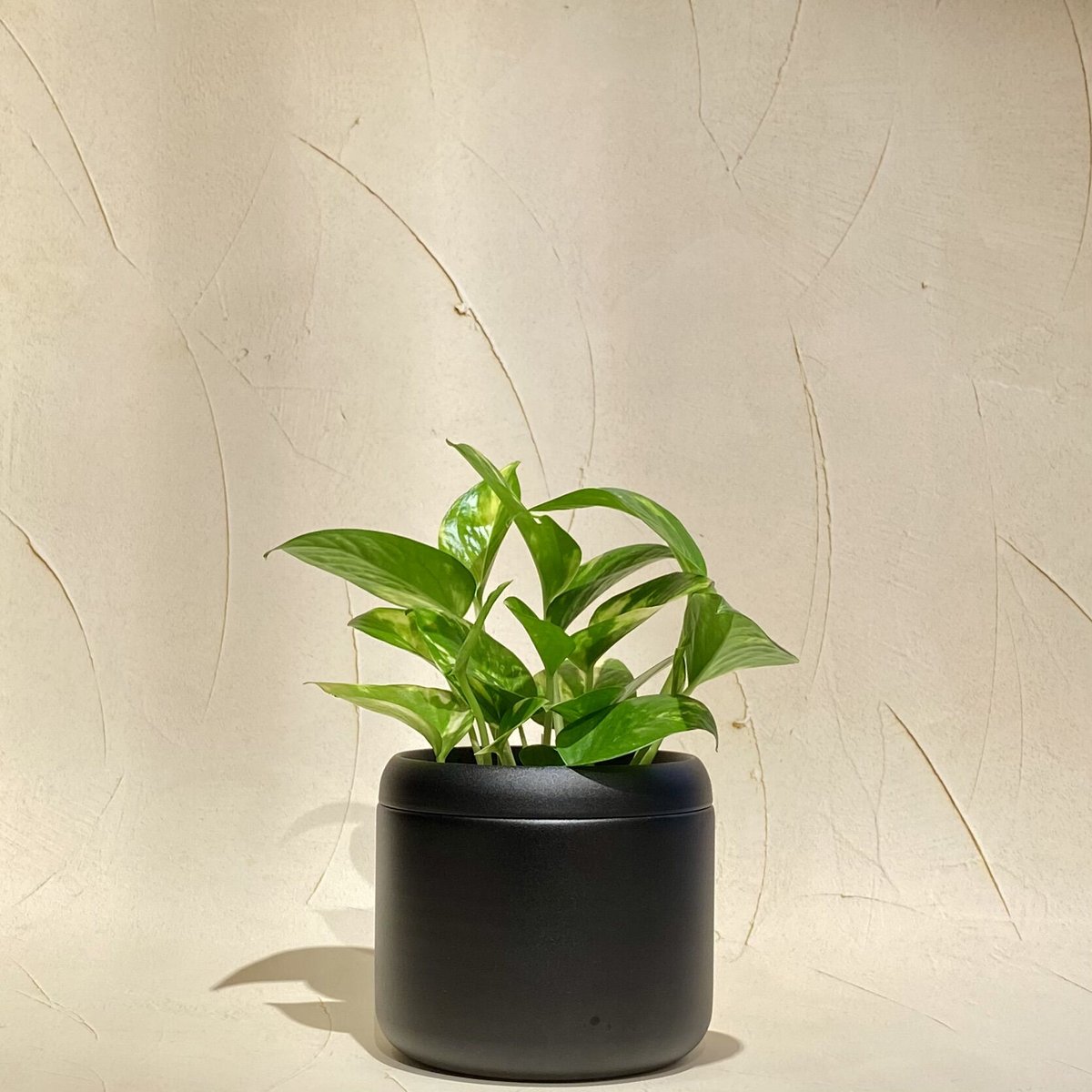 H&O.cp Plants pot TYPE-001：S 口径φ12cm 即日 - 植物/観葉植物