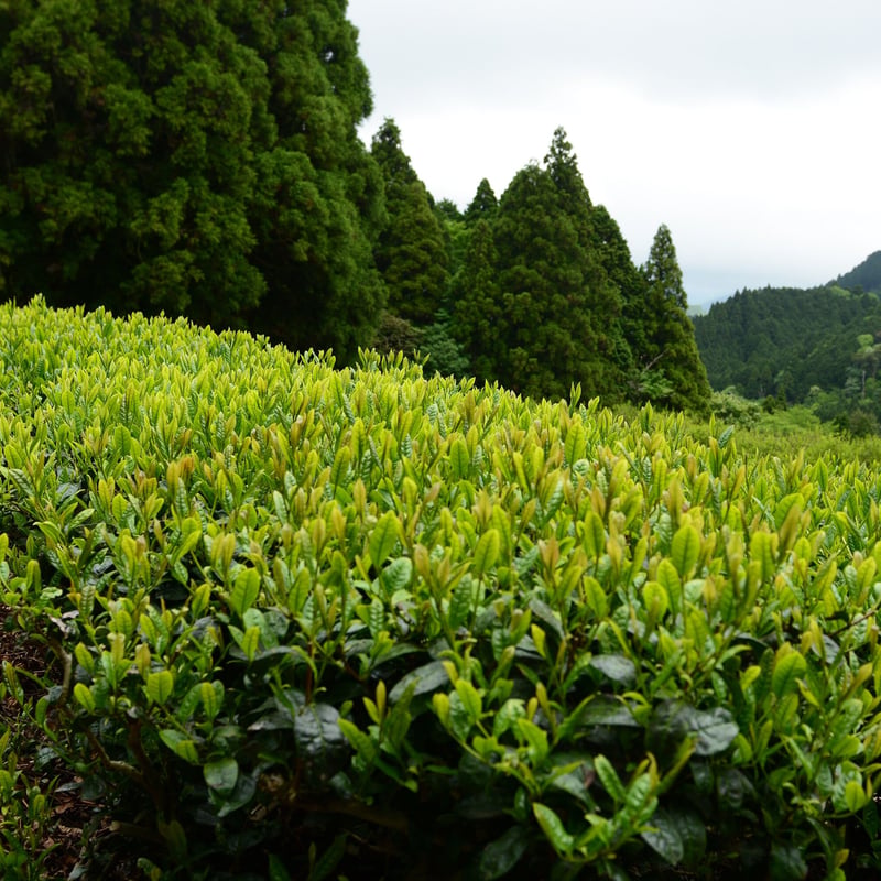 土山紅茶 在来 夏摘み 25g | 中村農園オンラインショップ