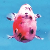 【USED】Climb The Mind『チャンネル3』(CD)