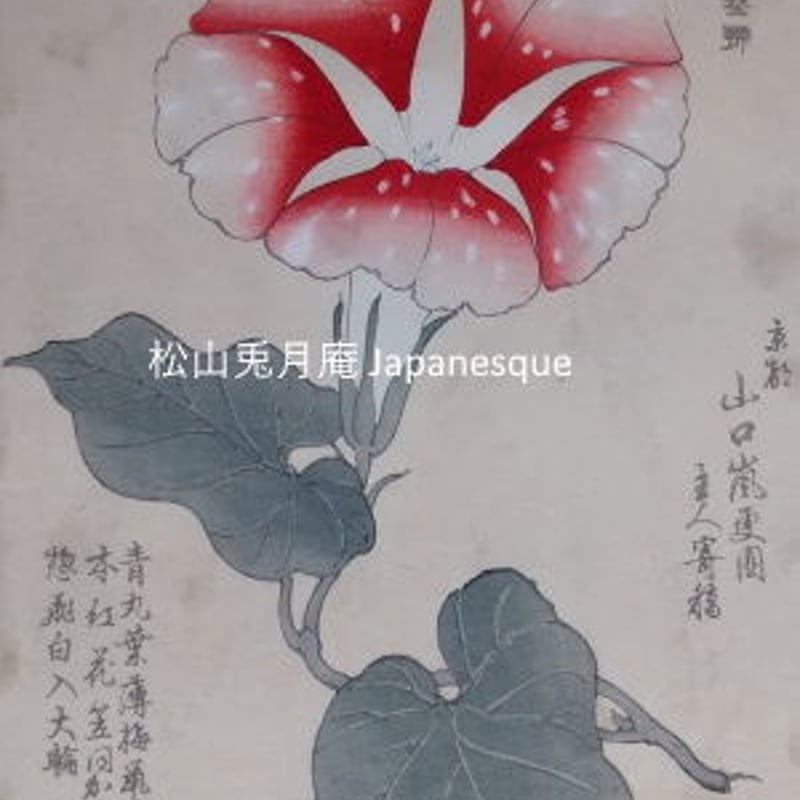 朝顔の絵 青丸葉薄梅鼡地本紅花笠惣飛白入大輪 版画 日本 素材