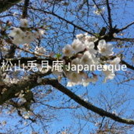 桜　桜の花　桜と空　日本　素材ダウンロード