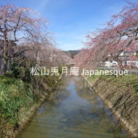桜並木　桜　桜の花　大洲　日本　素材ダウンロード
