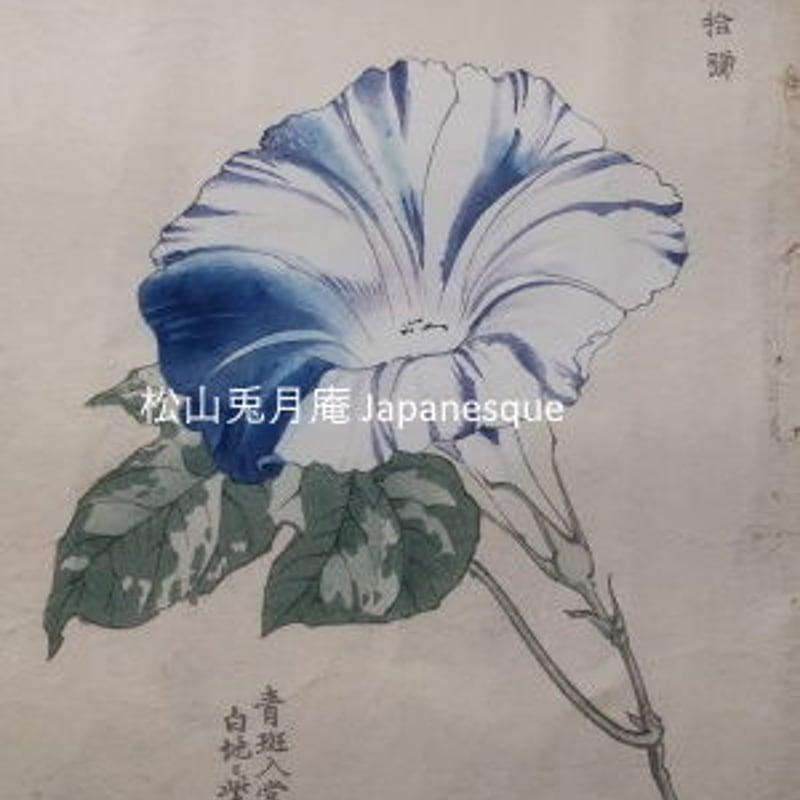 【真作】絵画　日本画　雅な朝顔図　朝の光に咲く　涼やかな夏の彩り　U170 真作】絵画 日本画 雅な朝顔図 朝の光に咲く 涼やかな夏の彩り U170