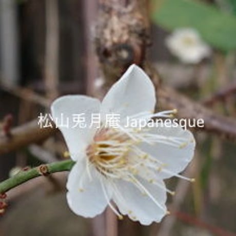 桜の花　桜　日本　素材ダウンロード