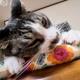 猫のおもちゃ屋さんQuatre Chats