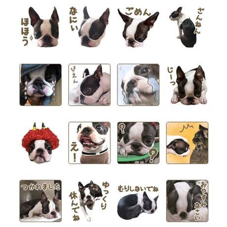 【完全おまかせパック】「うちの子」ペットさんのお写真からLINEスタンプおつくりします（８個セット）