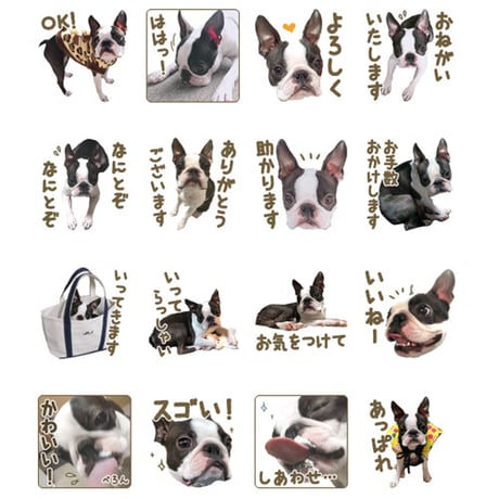 【完全おまかせパック】「うちの子」ペットさんのお写真からLINEスタンプおつくりします（８個セット）