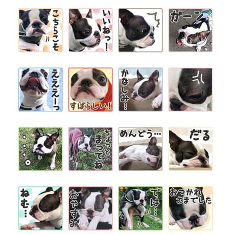 【完全おまかせパック】「うちの子」ペットさんのお写真からLINEスタンプおつくりします（８個セット）