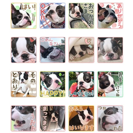 【完全おまかせパック】「うちの子」ペットさんのお写真からLINEスタンプおつくりします（８個セット）