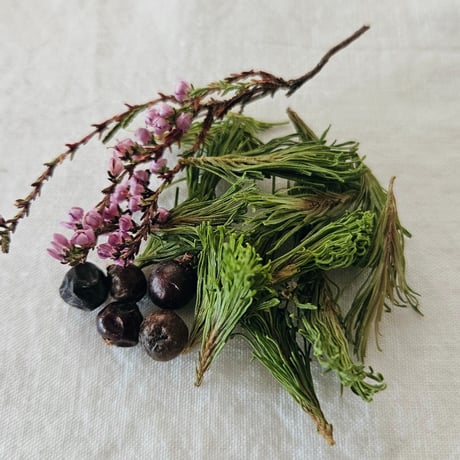BOTANICAL-針葉樹の森
