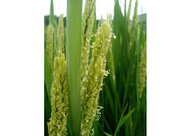 ハッピーヒル 2025年産【はざかけ天日干し/無肥料・無農薬】(玄米