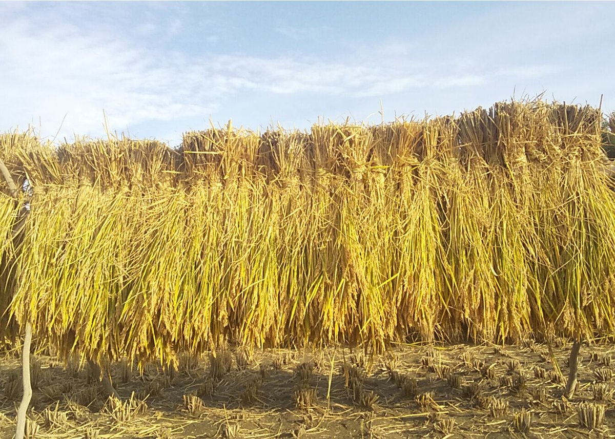 ハッピーヒル 2025年産【はざかけ天日干し/無肥料・無農薬】(玄米