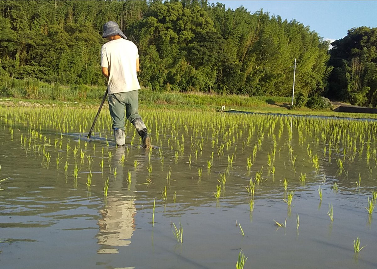ハッピーヒル 2025年産【はざかけ天日干し/無肥料・無農薬】(玄米
