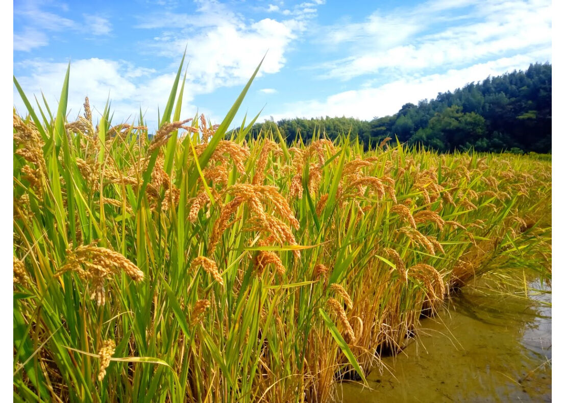 ハッピーヒル 2023年産【はざかけ天日干し/無肥料・無農薬】(玄米) ４Kg | 淡路島YA...