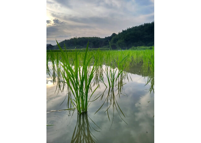 ハッピーヒル 2025年産【はざかけ天日干し/無肥料・無農薬】(玄米