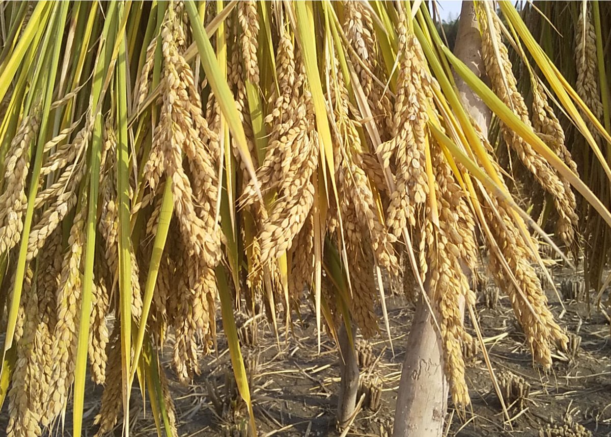 ハッピーヒル 2025年産【はざかけ天日干し/無肥料・無農薬】(玄米