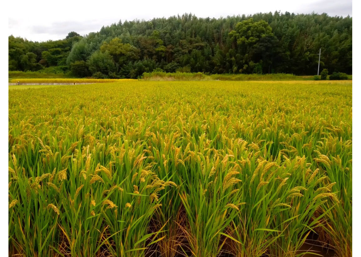 ハッピーヒル 2025年産【はざかけ天日干し/無肥料・無農薬】(玄米