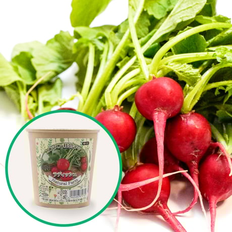 二十日大根 | STORES