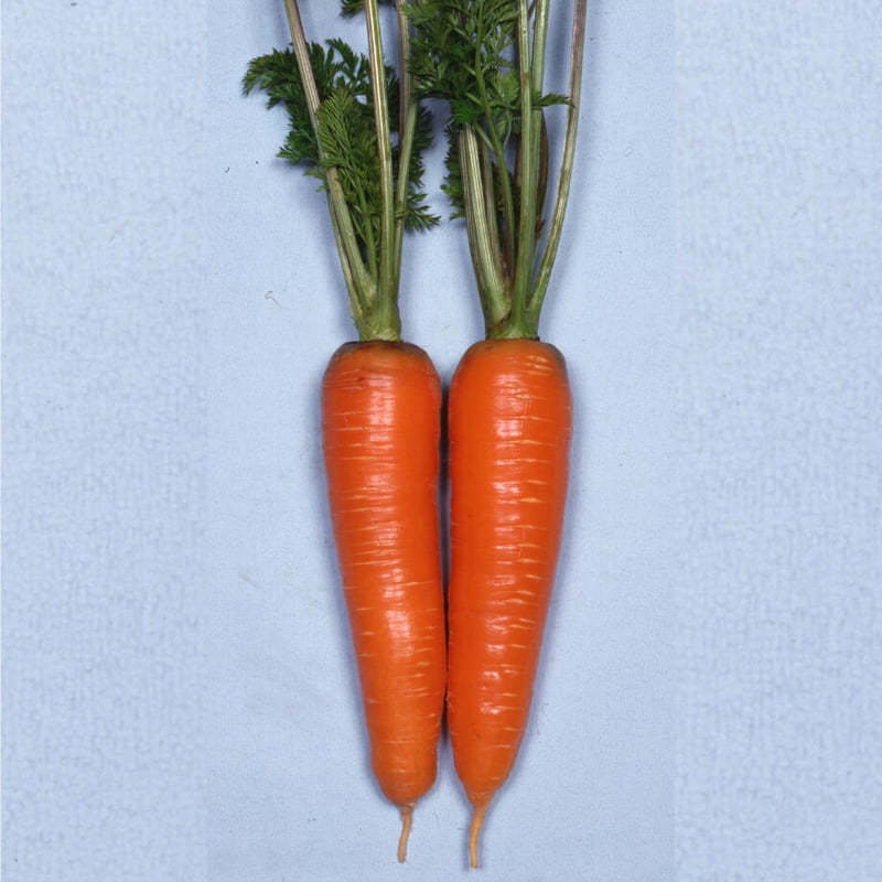 にんじん様　リクエスト品 楽天市場】黒田五寸人参 国内採種品 くろだごすんにんじん