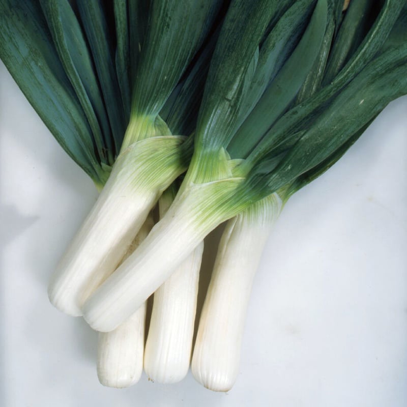 下仁田ねぎ / 【16558】 | 花さんぽ｜種子をはじめ園芸用品を取り扱う