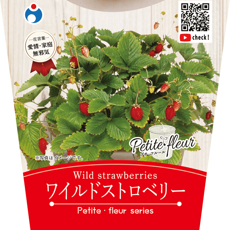 花の栽培キット ワイルドストロベリー 【87066】 | 花さんぽ