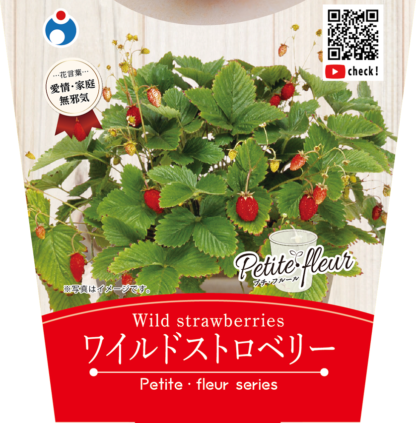 花の栽培キット ワイルドストロベリー 【87066】 | 花さんぽ 花の栽培キット ワイルドストロベリー 【87066】 | 花さんぽ