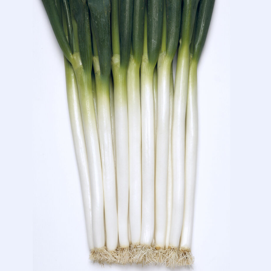 ねぎ ねぎ 2008 Kawasaki ZX-14 | Dragbike.com