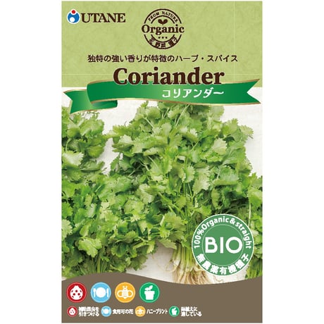 コリアンダー | STORES