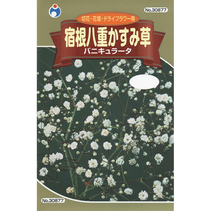 八重かすみ草バニキュラータ / 【30877】 | 花さんぽ｜種子をはじめ