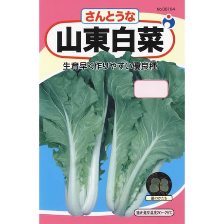 山東白菜　/　【06164】
