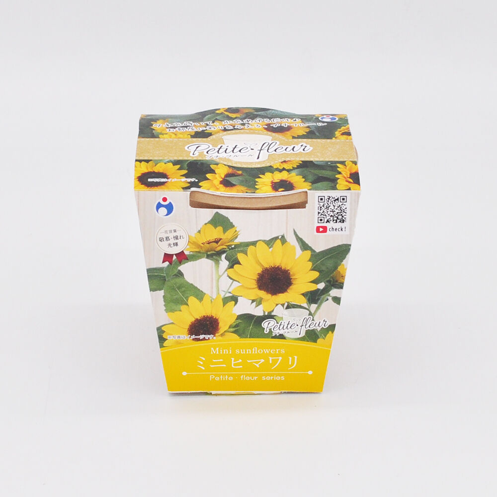 ハローキティ ミニひまわり畑　栽培キット　レア ハローキティ ミニひまわり畑 栽培キット レア