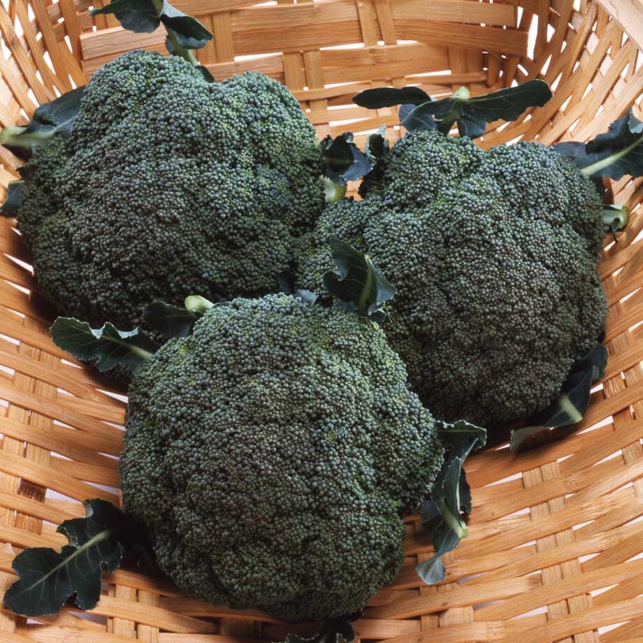 ブロッコリー婦人 ブロッコリー緑嶺 / 【03031】 | 花さんぽ｜種子をはじめ園芸用品を