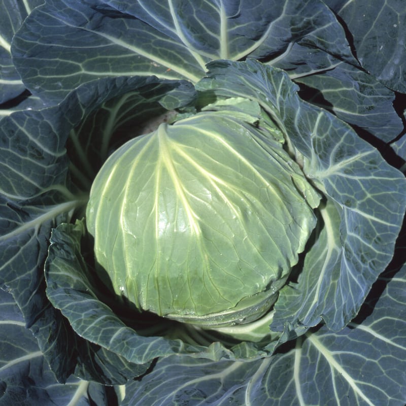 ウタネ交配四季取甘藍 やわらか（キャベツ） / 【01011】 | 花さんぽ