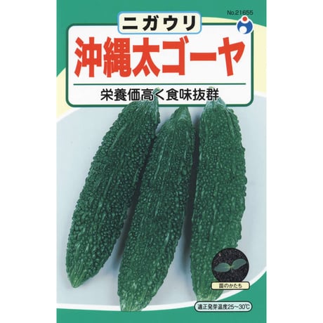 沖縄太ゴーヤ　/　【21655】