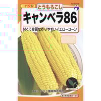 キャンベラ86（コーン）　/　【60209】