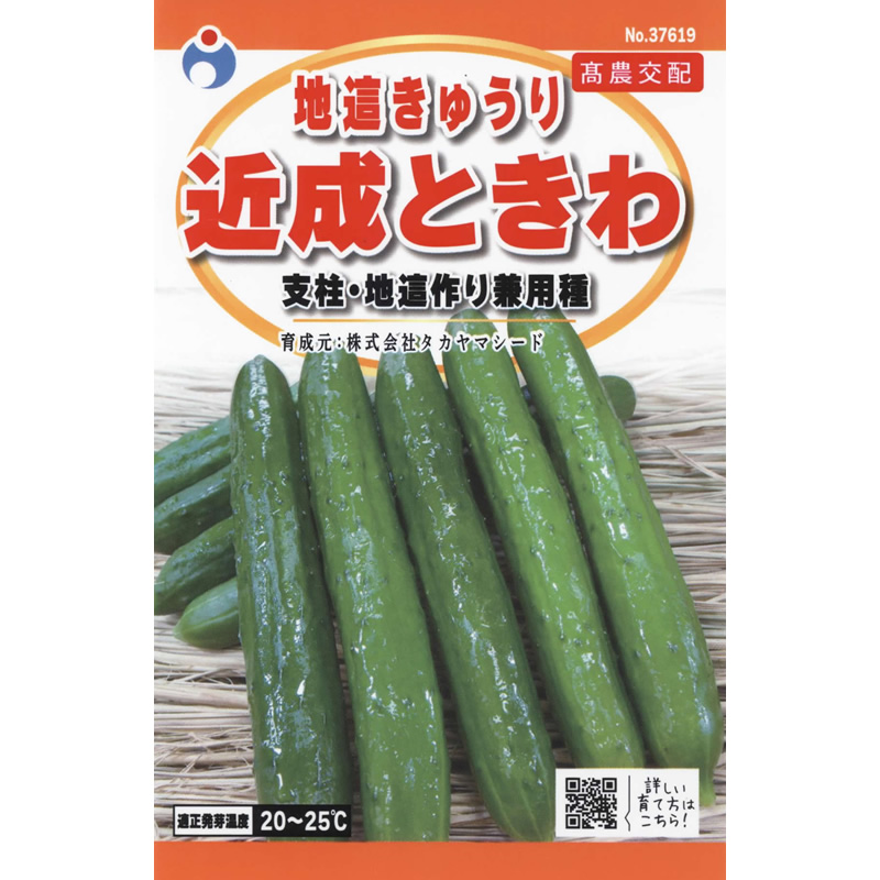 近成ときわ地這胡瓜（きゅうり） / 【37619】 | 花さんぽ｜種子