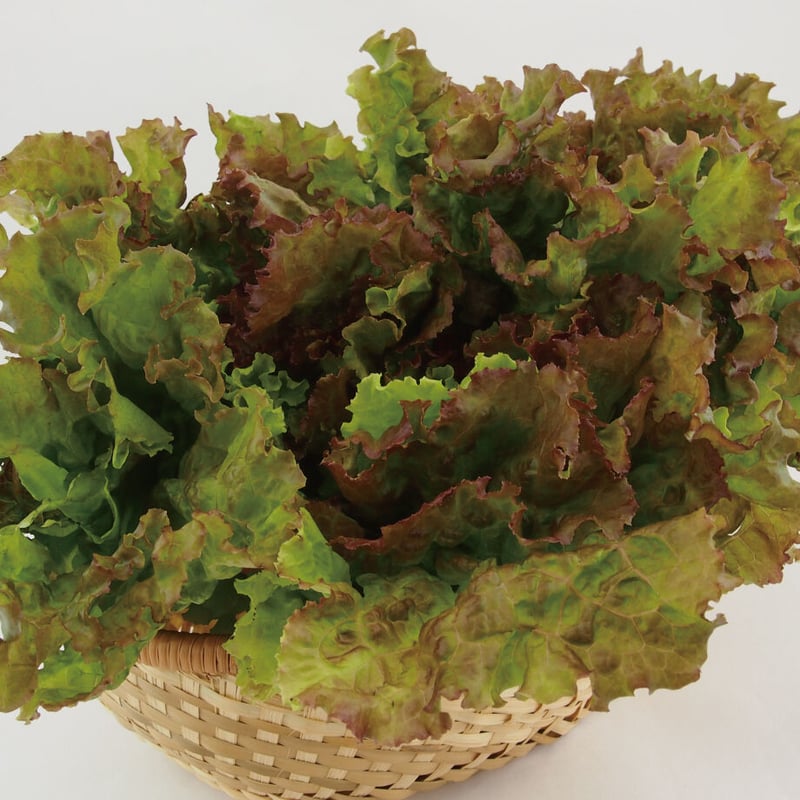 カンタン栽培キット サニーレタス 【87073】 | 花さんぽ｜種子をはじめ