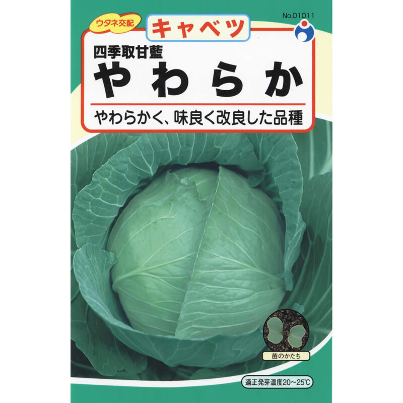 ウタネ交配四季取甘藍 やわらか（キャベツ） / 【01011】 | 花さんぽ