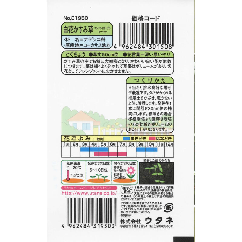 かすみ草さま　白のみ生地終了 産地直送 かすみ草 ご自宅用花束 ホワイト ／熊本