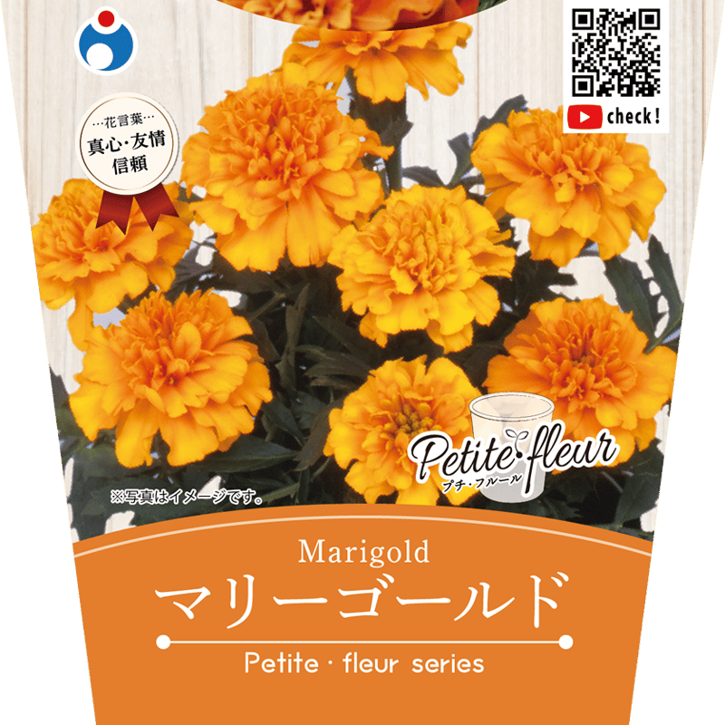 マリーゴールド出品 花の栽培キット マリーゴールド 【87064】 | 花さんぽ｜種子を