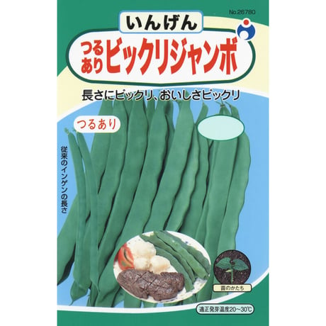 ビックリジャンボ菜豆　/　【26780】