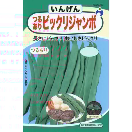 ビックリジャンボ菜豆（いんげん）　/　【26780】