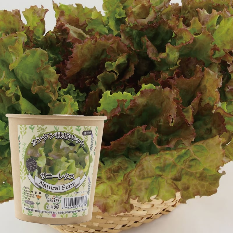 カンタン栽培キット サニーレタス 【87073】 | 花さんぽ｜種子をはじめ
